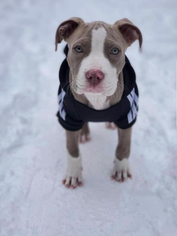 /images/uploads/juneau animal rescue/alaskapets2020/entries/14927thumb.jpg
